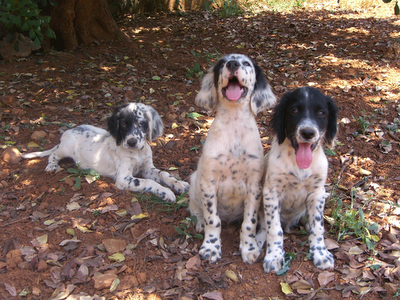 tres tres