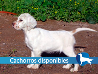 Logo cachorros disponibles Logo cachorros disponibles