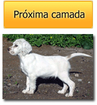 Próxima camada Cachorros disponibles